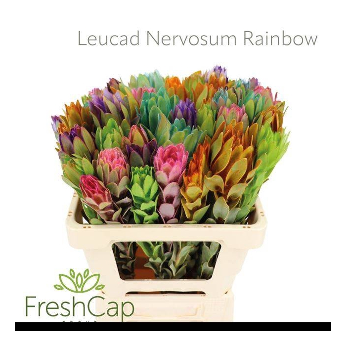 <h4>LEUCAD NERVOSUM</h4>