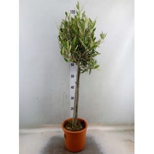 Olea europaea