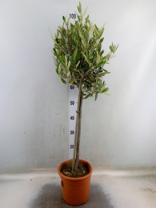 <h4>Olea europaea</h4>