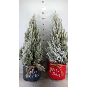 Picea glauca 'December'