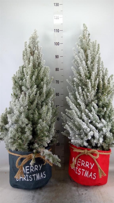 <h4>Picea glauca 'December'</h4>