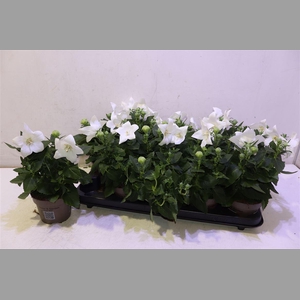 Platyco Gr Astra Whi