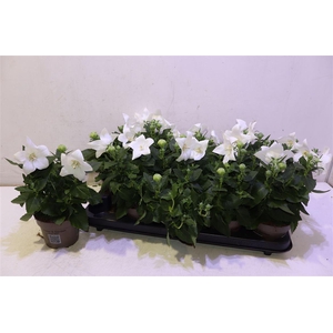 Platyco Gr Astra Whi
