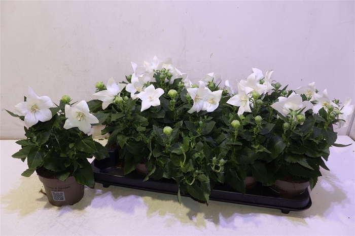 <h4>Platyco Gr Astra Whi</h4>