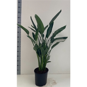 Strelitzia reginae 27cm pot 4ppp