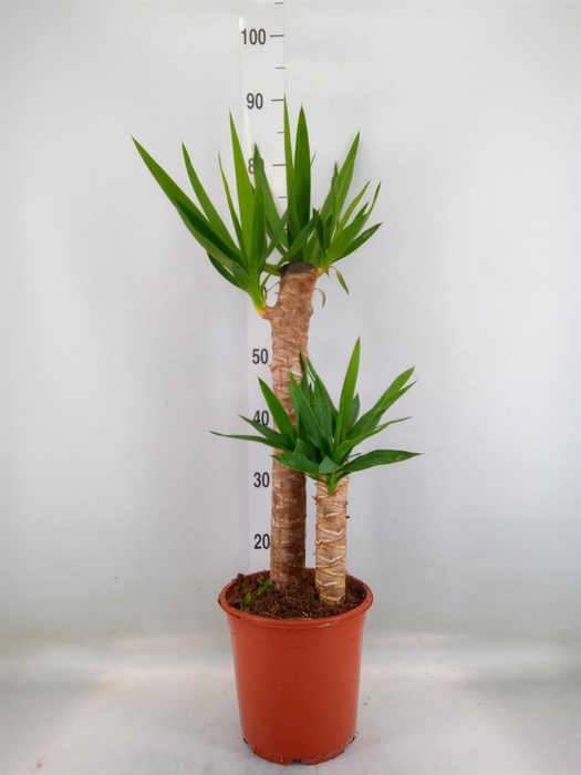 <h4>Yucca   ...</h4>