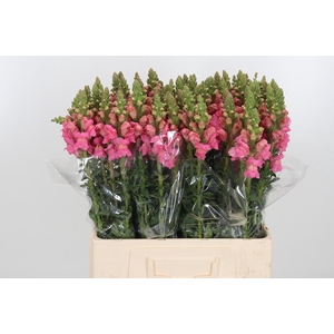 Antir Opus Pink