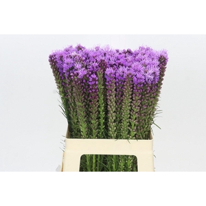 Liatris Spicata