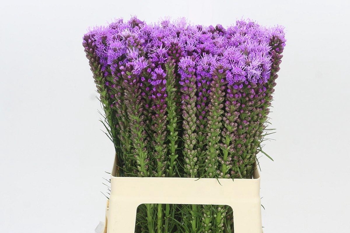 <h4>Liatris Spicata</h4>