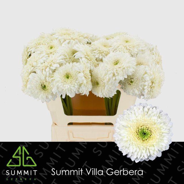 <h4>GE GB MOON KICK</h4>