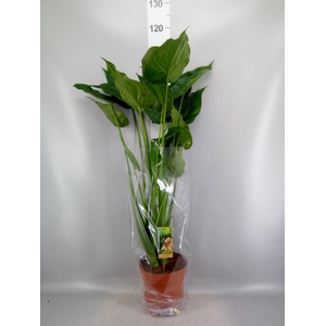 Alocasia cucullata