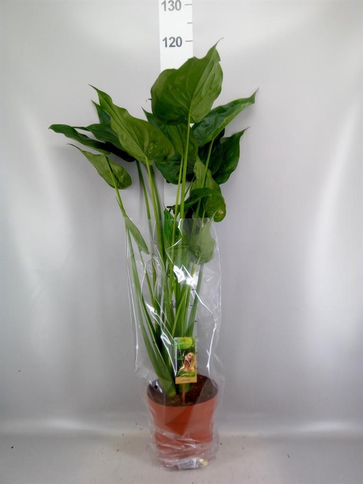 <h4>Alocasia cucullata</h4>