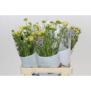 Ranunculus Moderna Miele