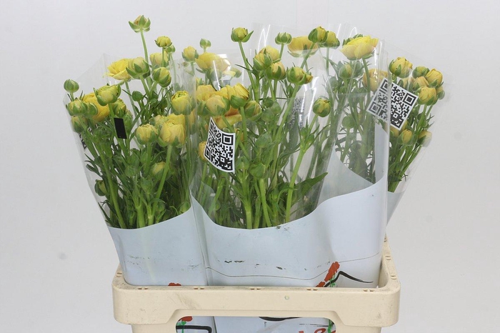 <h4>Ranunculus Moderna Miele</h4>