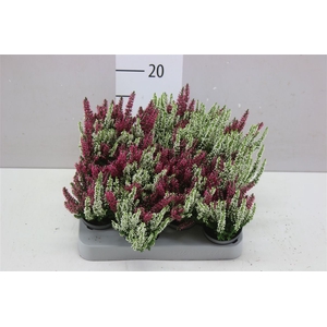 Calluna Mini Beauty Lady Twin Girl
