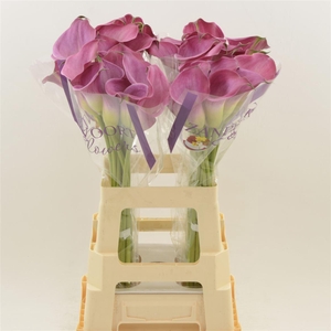 Calla Fantasia | Heavy Quality