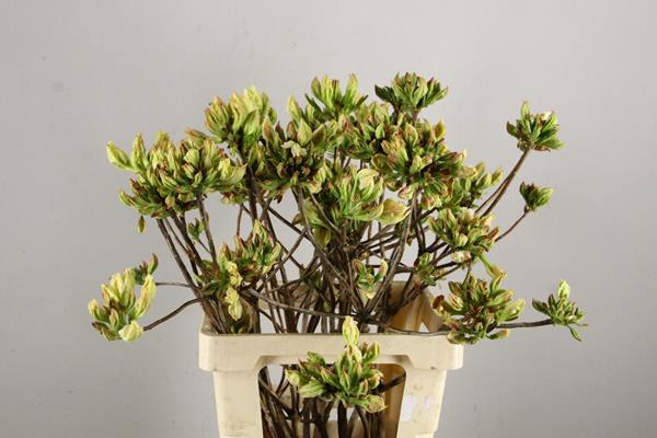 <h4>Rhodo. Limoen</h4>