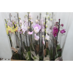 PHALAENOPSIS P12 2 HT