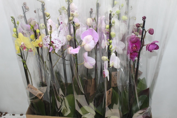 <h4>PHALAENOPSIS P12 2 HT</h4>
