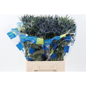 Eryng Blue Lagoon 70cm X20