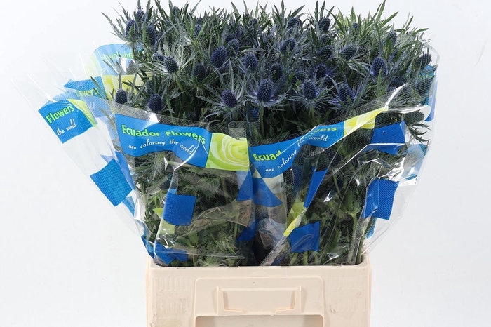 <h4>Eryng Blue Lagoon 70cm X20</h4>