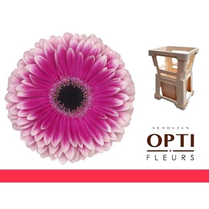 Gerbera Prelude Water