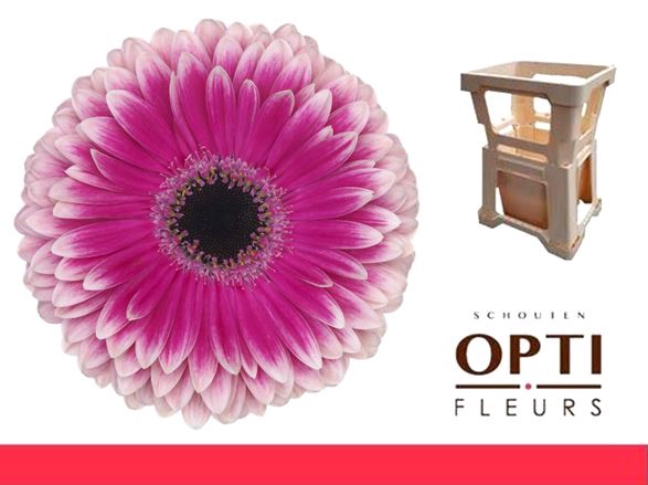 <h4>Gerbera Prelude Water</h4>