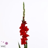 Gladiolus Gr Red Balance