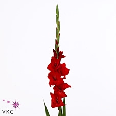 Gladiolus Gr Red Balance