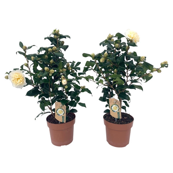 <h4>Camellia Brushfield yellow 20-25 knoppen</h4>