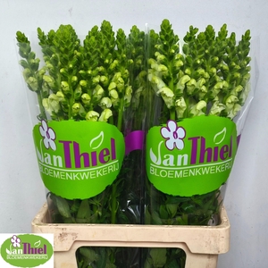 ANTIR POTO EARL WHIT