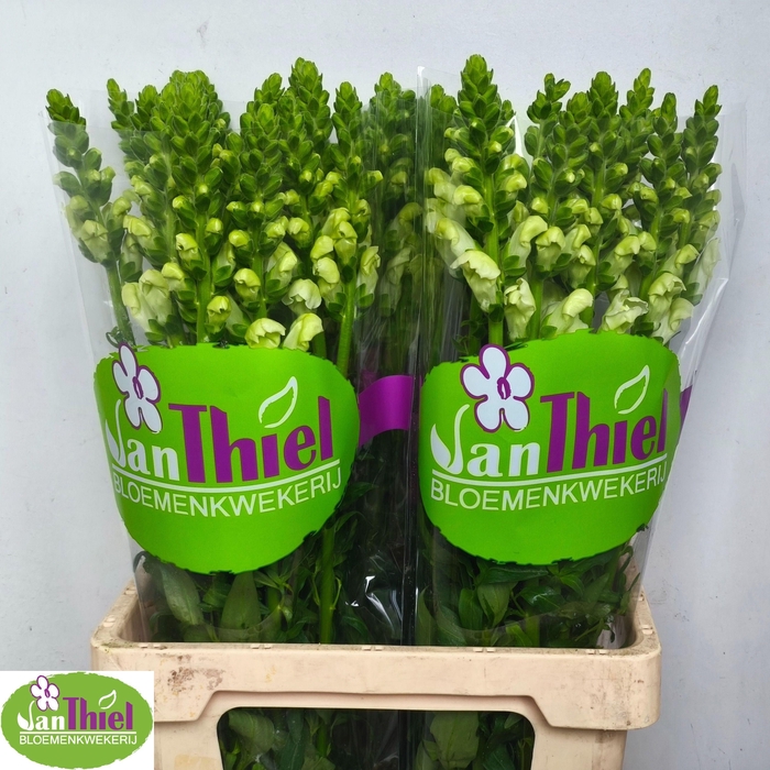 <h4>ANTIR POTO EARL WHIT</h4>