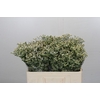 Limonium China White