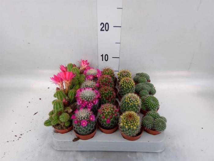 <h4>Cactus   ...flowering mix</h4>