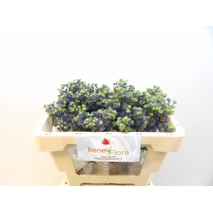 ERYNG PL MAG PURP ST