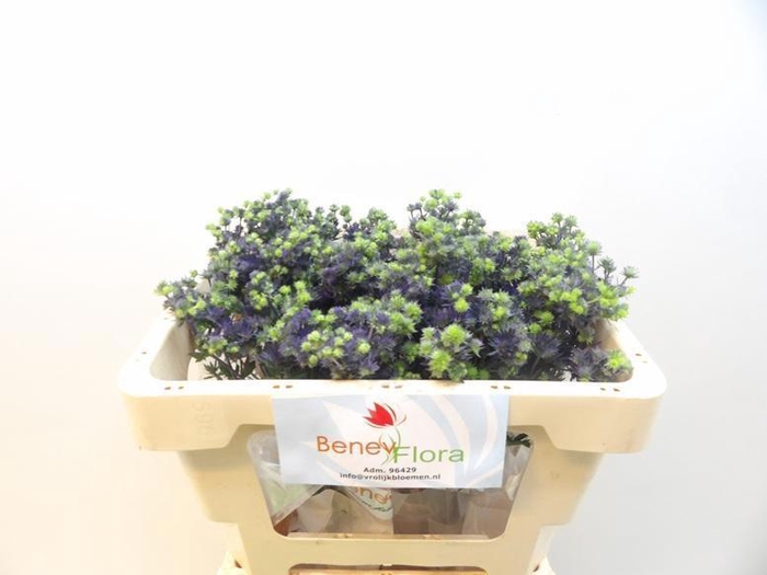 <h4>ERYNG PL MAG PURP ST</h4>