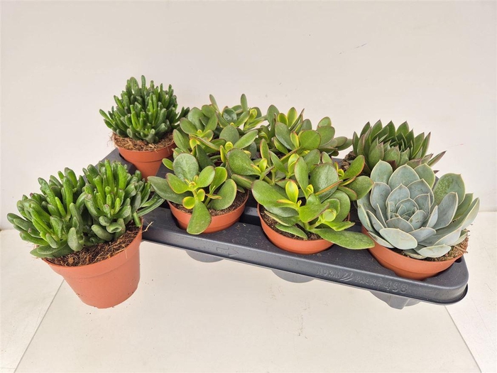 <h4>Succulenten gemengd 4 soorten</h4>