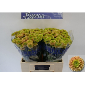 CHR S AAA JEANNY PEA