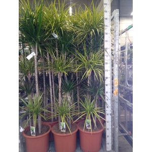 Dracaena   ...mix