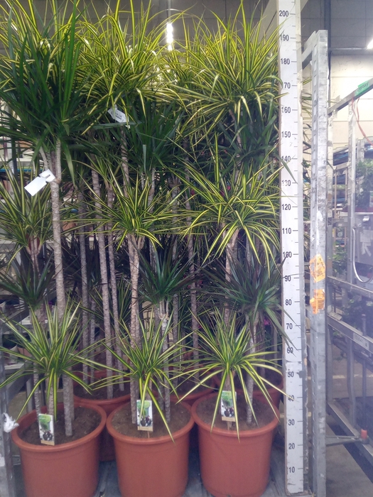 <h4>Dracaena   ...mix</h4>