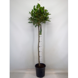 Laurus nobilis