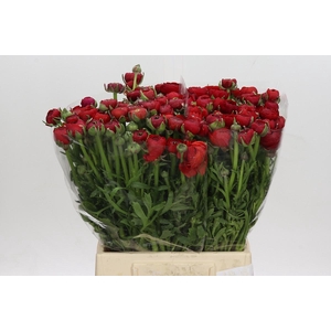 Ranunculus Elegance Red