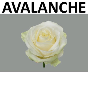 Rozen Rosa Avalanche
