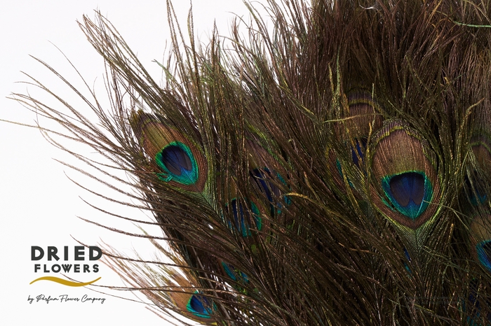 Dried Peacock Feathers