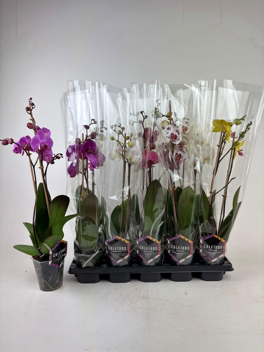 <h4>PHAL GEM 6 KL</h4>