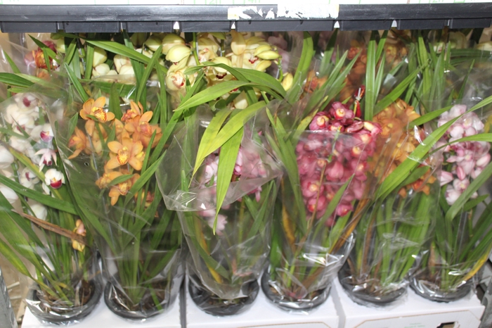 <h4>CYMBIDIUM P18 MIN 3 HT</h4>