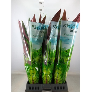 Stromanthe sanguin. 'Stripestar'