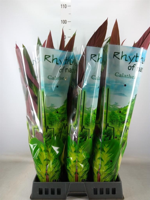 <h4>Stromanthe sanguin. 'Stripestar'</h4>