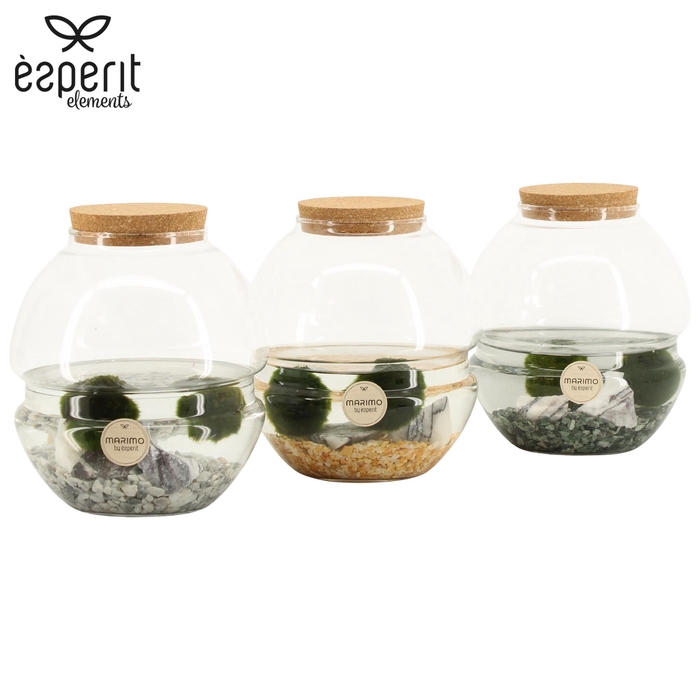 <h4>90848: Marimo arrangement</h4>