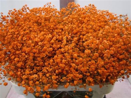 <h4>Gipsophilla Xlence Oranje</h4>